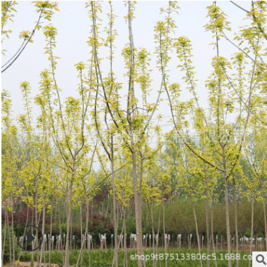 鸡爪械树苗基地直销青枫树苗嫁接庭荫风景树园林绿化苗木青枫树