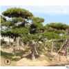 景松树现挖现卖量大优惠景松树供应山东基地批发防护景松树