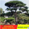 迎客松山东基地热卖 批发寒冻迎客松易管理 批发迎客松