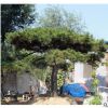 景松树园林绿化防护固土护坡景松树易管理易成活15-30公分景松树