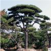 造型油松供应地栽15-30公分造型松树耐寒耐旱量大优惠造型松