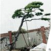 景松树规格全量大优惠园林防护景松树可南北方种植易成活景松树
