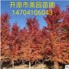 苗圃批发:绿化工程风景树《美国红枫》精品美国红枫 树形优美