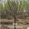 苗木销售:《垂丝海棠》垂丝海棠接穗 树形优美 批发优惠