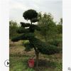 供应优质乔木造型罗汉松 苗圃直供 保证货源价格实惠 品种齐全