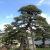 基地批发优质黑松 四季常青黑松树 工程绿化苗木 黑松价格实惠
