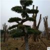 基地大量批发园林工程绿化榆树 绿化行道榆树 品种全 价格优