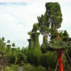 基地供应优美龙柏造型树 庭院风景绿化苗木龙柏树 量大从优