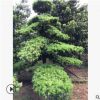 基地直销优质苗木造型罗汉松 高档小区 园林绿化观赏植物 价优