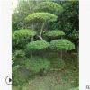 热销贵州等地区的造型小叶女贞 造型优美 品种优良 价格实惠