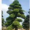批发供应造型精美乔木罗汉松树形态古朴苍劲 生长茂盛 量大价优