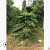 基地直销各规格精品苗木树造型罗汉松 优价出售 造型优美 品优