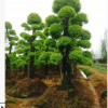 苗圃基地直销 榆树桩 规格齐全乔木榆树 特殊造型园林植物