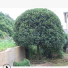 苗圃基地直销多规格 八月桂花树 批发供应园林道路景观桂花树