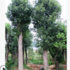 苗木直供 精品罗汉松 园林道路观赏植物造型罗汉松 规格齐全