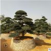 造型飘枝罗汉松 苗圃直销 城市园林绿化植物 罗汉松批发出售