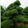 大量供应造型罗汉松 苗圃基地低价出售 造型优美罗汉松 树形优美