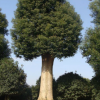 苗圃基地 大量供应 香樟树 亮毅苗圃专业种植香樟树 规格齐全