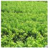 供应香樟树苗 工程景观行道苗木 香樟树价格 各种规格齐全