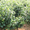 大量批发优质绿化树茶花苗 四季青茶花树苗 货源充足 多规格