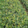 批发优质 绿化苗木 茶梅小苗 规格齐全 品种优良