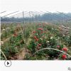 〖亮毅花木〗优质月季 品种多样 品种优质 大量供应