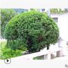 基地直销 精品大叶黄杨球 园林工程绿化苗木道路小区绿化大叶黄杨