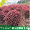自产自销园林绿化苗木 适应能力强成活率高杆红叶石楠球 质优价廉