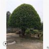 苗木基地直销优质矮脚桂花树 热销乔木 园林绿化观赏植物