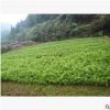 湖南苗木基地直销杜鹃苗 园林绿化观赏苗木 小区公园色块苗 价优