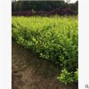 专业种植常绿金叶女贞苗 小区公园市政工程绿化苗木 量大价更优