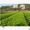 批发供应杜鹃苗 园林小区绿化苗木 基地直销优质苗木杜鹃苗 品优