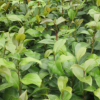 湖南基地直销茶花苗 市政园林绿化苗木 各规格茶花苗齐全 价优