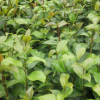 批发供应灌木茶花苗 优价出售小区公园用苗 养眼绿化苗木