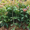 基地直销 园林植物桂花树苗 8月灌木桂花苗 基地直销 价格实惠