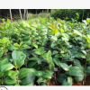 农户自产自销优质茶花苗 庭院小区绿化观赏茶花花卉 品优价优