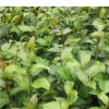 基地批发茶花苗 山茶花绿化小苗 量大价优 规格齐全 欢迎实地考察