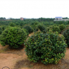 精品出售 灌木茶花树 苗 优质产品 就选亮毅灌木茶花树 质优价廉