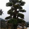 湖南精品造型榆树桩景批发 基地直供园林绿化造型榆树桩景 价优