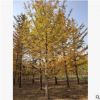 批发行道45-60公分银杏树 精品落叶乔木 苗木基地庭院绿化银杏树
