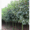 庭院植物香樟树批发 四季常绿苗木香樟树 品种齐全 易成活