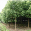 工程园林绿化香樟 香樟树价格 大小规格齐全 易成活 可批发
