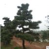 出售别墅造型白芽松 市政绿化苗木造型白芽松树 量优价优