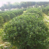 绿化工程大叶黄杨球 四季常青大冠幅大叶黄杨树 基地直销规格齐全