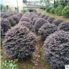 红继木球 苗圃直销 批发价格 色篱 花坛绿化灌木红继木球