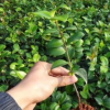 基地直销各规格绿化色块茶花苗 道路园林观赏植物 价优实惠