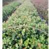 苗圃基地供应各规格茶花苗 园林绿化苗 品种优良 价格实惠