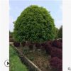 苗木基地直销优质苗木丹桂树 园林道路绿化观赏植物 量大价更优