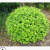 绿色篱笆金叶女贞球 别墅园林绿化观赏植物 各规格齐全 欢迎选购