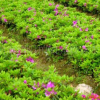 批发供应精品杜鹃苗 庭院景观杜鹃花卉 存货率高 绿化工程苗